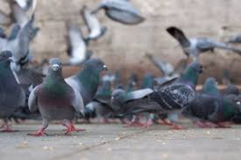 Pombos